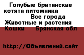 Голубые британские котята питомника Silvery Snow. - Все города Животные и растения » Кошки   . Брянская обл.